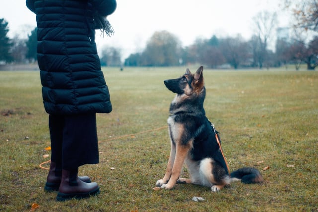 Spread the love over the year by taking your dog on a regular date to a training class. Training your dog is not only fun for you both but will help you build a lifelong bond.  Through Dog School, Dogs Trust offers training and preventative behavioural advice, and promote all aspects of responsible dog ownership.