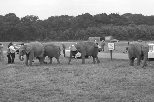 The elephants meet visitors to the park 48 years ago. Mark Nichols said he 'did work experience there from Bede in 1978'.