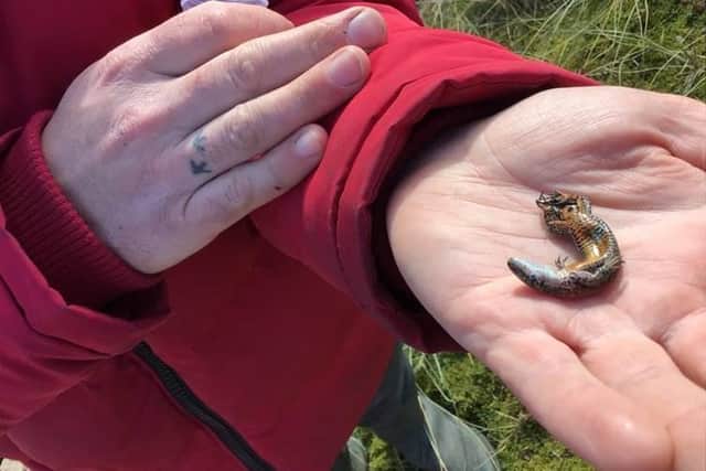 A rare find: students encountered a common lizard, the only native reptile on the island of Ireland