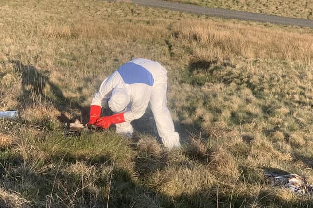 PSNI specialist unit collecting the carcasses.