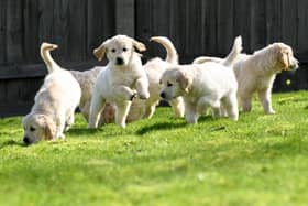 Guide dog owners from Great Britain will need a 'pet passport' to travel to NI - Jim Allister says animals without the correct documents could go into "custody". Photo: Doug Peters/PA Media Assignments.