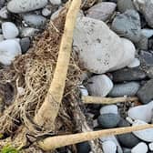 The Poisonous Parsnip has been spotted on Ballygally Beach. (Pic: Mid and East Antrim Borough Council).