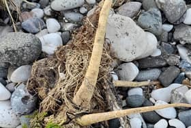 The Poisonous Parsnip has been spotted on Ballygally Beach. (Pic: Mid and East Antrim Borough Council).