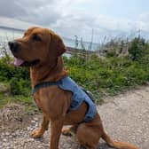 Woody, a highly trained fox red Labrador and key member of the LIFE Raft project on Rathlin Island, Northern Ireland, is calling for public support  to help protect one of the UK’s most important seabird colonies.