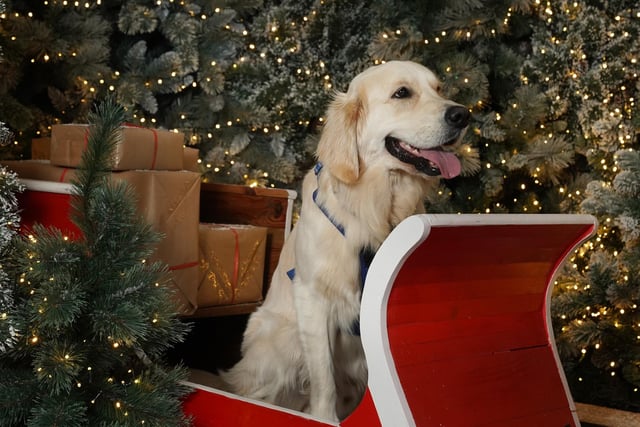 Dobbies, the UK's leading garden centre, is announcing the return of its hugely popular Santa Paws experience in its Lisburn store and the launch in its Antrim store, designed for dog lovers where cherished pets can meet Santa Claus at his grotto. Santa Paws will be taking place from Saturday 2 until Saturday 23 December on selected days and is priced at £6.99 per dog. Attendees can save money by pre-booking photography. If families want to get everyone involved, the Santa’s Grotto experience can be booked for kids, priced at £11.99 per child, with the opportunity to select a toy for the child. Picture by Stewart Attwood