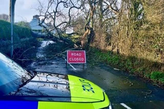 Police at the scene of a fallen tree incident. Photo credit: PSNI