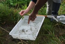 Riverfly Monitoring Initiative is looking for enthusiastic community volunteers to become trained as citizen scientists and help protect the health of our rivers and Lough Neagh. Credit: Supplied