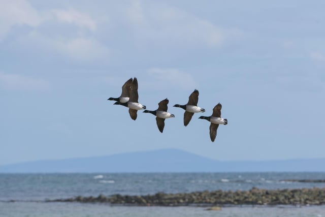 A haven for wildlife, nestled on the shores of the scenic Strangford Lough, you will find this stunning reserve that provides the perfect home for the wildlife that live there. Walk through the wetlands or woodlands, taking your time to pause and absorb your surroundings whilst keeping on the lookout for the appearance of brent geese, widgeon, willow warblers, terns and the regular fluttering of dragonflies. The rise and fall of the lough’s water levels turns the area into a tidal spot which attracts more wildlife and increases your chances of experiencing the special highlights the reserve has to offer, so plan your visit to make the most out of what can be seen. For more information, go to wwt.org.uk/wetland-centres/castle-espie/experience/discover-wildlife