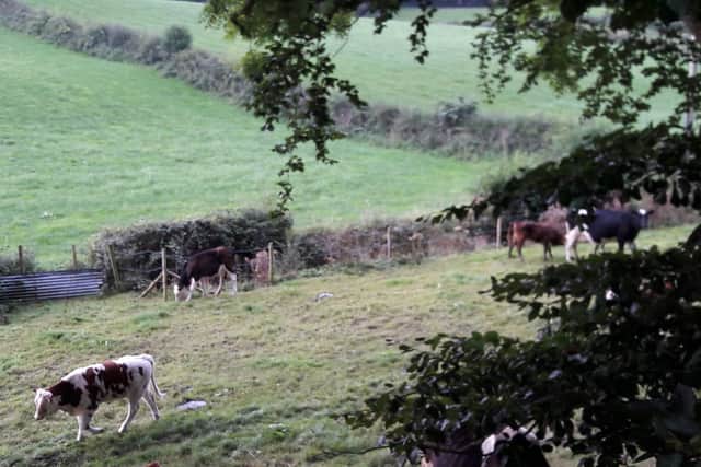 The field where Heather was almost killed in May 2021. Credit: Contributed