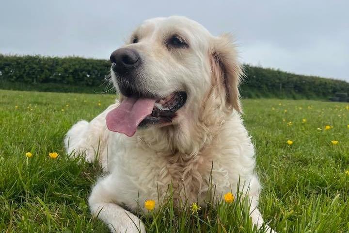 Julie McCafferty writes: "Bonnie who we adopted from Almost Home 18 months ago. They had rescued her from a puppy farm. She wasn’t used to human interaction at all but now she loves nothing more than cuddles on the sofa. We all adore her."