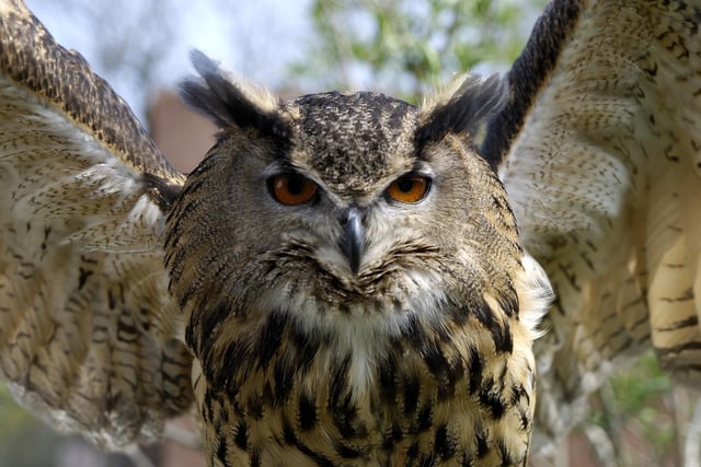 Voted Best Small Visitor Attraction Northern Ireland, County Antrim’s World of Owls brings people of all ages and from different parts of the community together through their aim of educating the world on how we can protect the owls to ensure their survival. Set in a beautiful location within the Randalstown Forest, conservation is a primary objective for the team there, which never fails to make an impact on those who visit. With its range of onsite facilities, you can set aside a full day or half a day and either way you’ll enjoy every moment of your time spent with these beautiful birds, one of nature’s most wonderful creatures. For more information, go to worldofowls.com