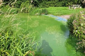 Shocking photo of toxic green algae at Bartin's Bay, Lough Neagh which has been invaded by the grimmy bloom during warm weather. Photo courtesy of Dorothy Johnston