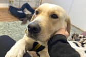 Grace is a super sweet, cuddly two year old Labrador looking for a quiet home where she can grow her confidence with the help of her adopter. She can live with older, secondary school age children, but when out on walks she must be handled by an adult as although she is dog friendly, she is still working on her manners when it comes to approaching other dogs when out and about. She could potentially live with another dog after successful meets at the Rehoming Centre. Grace has had a tough beginning, and will need an understanding adopter that will continue to work with her on training and confidence building.
