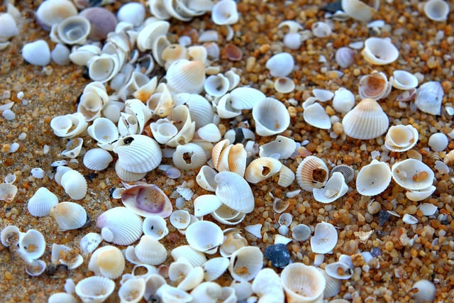 If you’re heading to a beach for the day, take a bag with you and bring home a couple of your favourite seashells that you spotted that day.
You could put them in a jar once you’ve returned and remember the fun excursion you had and maybe even start your own personal collection.