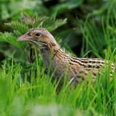 Corncrake, Crex crex. Photo Credit: Andy Hay (rspb-images.com)