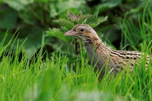 Corncrake, Crex crex. Photo Credit: Andy Hay (rspb-images.com)