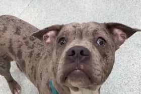 Campaigners continue the fight to save Max the dog. Pic credit: LDRS