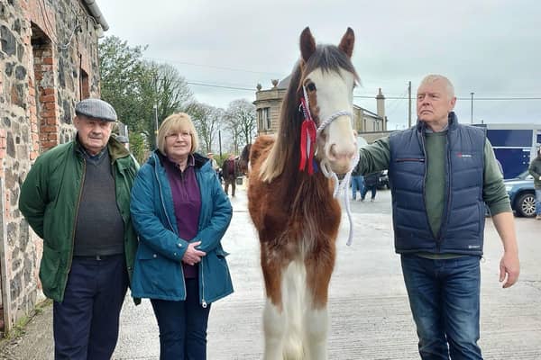 Young Stock Show Champion – Yearling Colt – Hallmark Maverick from William Hall, Finvoy, pictured with Judge John Henderson and Pauline Glass (Steele Farm Supplies – Sponsor).