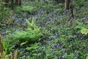 The districts’ botanical emblems include the bluebell (stock image). Photo: National World