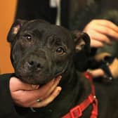 Staffordshire Bull Terrier Rogue, is held by his owners whilst he waits for a micro-chip to be implanted at the PDSA Pet Hospital From 6th April 2016 it will  become law, in the UK, that all dogs should be microchipped and recorded in the National Canine Database. Credit: Getty Images