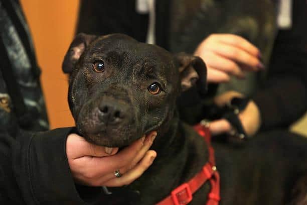 Staffordshire Bull Terrier Rogue, is held by his owners whilst he waits for a micro-chip to be implanted at the PDSA Pet Hospital From 6th April 2016 it will become law, in the UK, that all dogs should be microchipped and recorded in the National Canine Database. Credit: Getty Images
