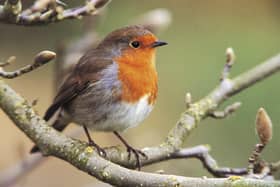 Robin on a magnolia tree. Photo: Andy Hay (rspb-images.com)