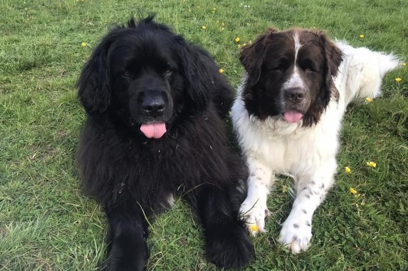 Niki Wild: "Chase and Nava, the Newfoundlands, both adopted from Dogs Trust."