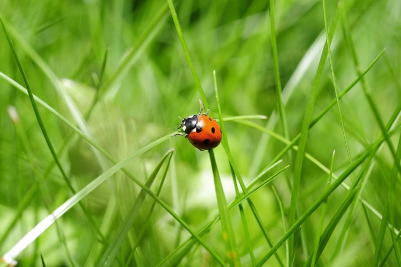 This free informative workshop at Sentry Hill, Newtownabbey will invite visitors into the fascinating world of the largest group of living organisms on the planet - insects. The half-day programme includes an indoor presentation highlighting some of the more common insects to be found in the area along with other more exotic creatures, with a guided excursion of the grounds to follow. It takes place on Saturday, April 29 from 10.30am - 1.30pm; visit the Antrim and Newtownabbey Borough Council website to book.