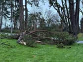 Clearing all the broken trees will be a monumental task. Credit: ABC Council staff