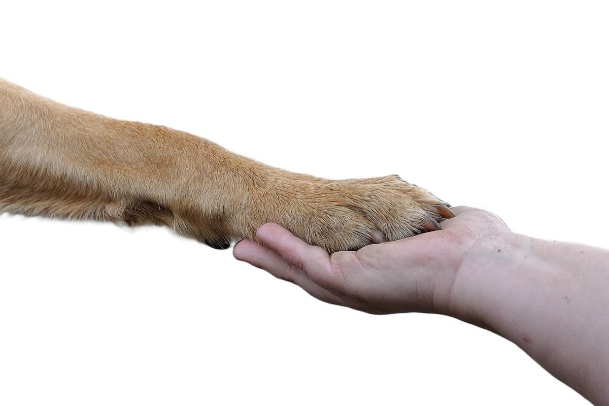 Causeway Coast Dog Rescue urges Minister to fix animal welfare reporting failures