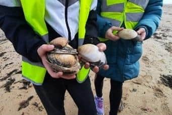 Some of the clam shells collected
