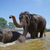 Do elephants like human visitors at the zoo?