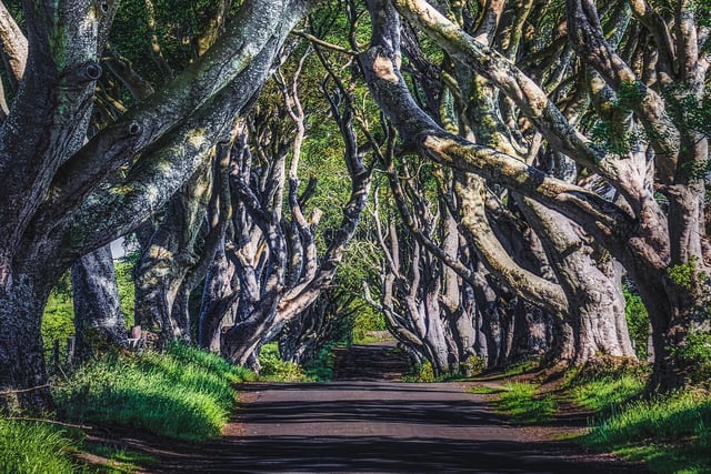 This picturesque avenue of beech trees is already an instagrammable hotspot, so would be a great place to have snapshots of your special moment after you’ve been down on one knee. Two centuries after the landscape was created, the road stands as a magnificent spot of natural beauty in Northern Ireland, even being used as a filming location for Game Of Thrones.