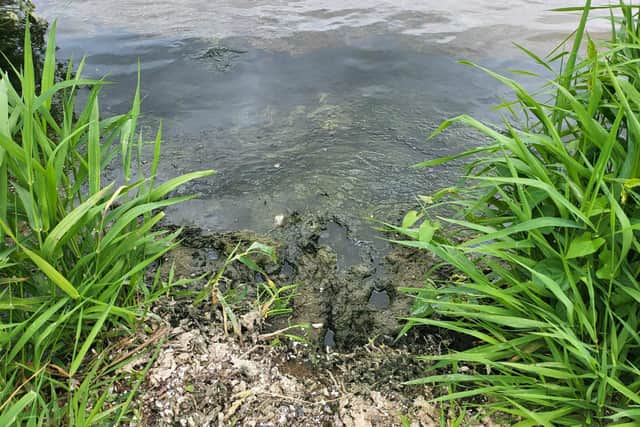 Disgusting and smelly sludge slapping against the south shore of Lough Neagh at Oxford Island, a Nature Reserve owned and managed by Armagh, Banbridge and Craigavon Council.