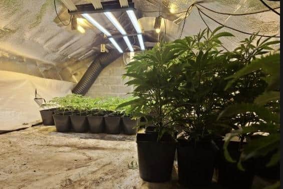 Man (37) arrested after police seize £200k worth of cannabis in Co Down