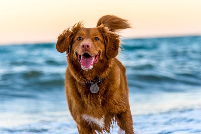 Recognising signs a dog is stressed will help you to avoid situations that they might find challenging, and keep you, your dog, and others safe. Dogs that are calm, confident and relaxed will have a tail, body, and facial expression that is free from tension.