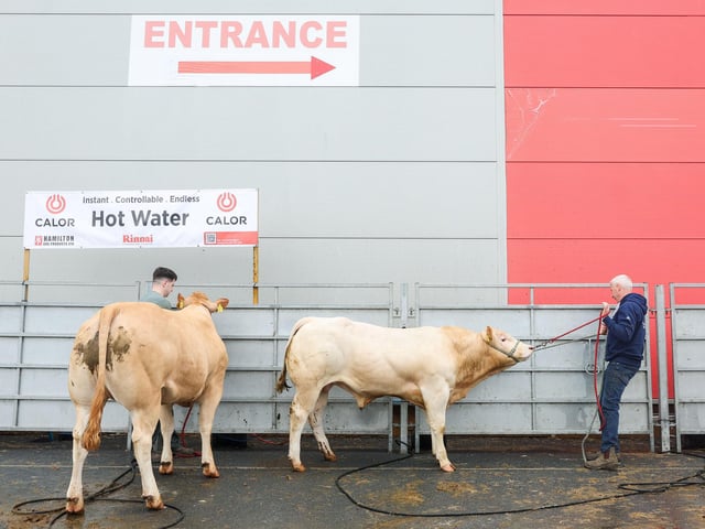 Hillhead British Blondes from Ballynahinch are unloaded ahead of the show.