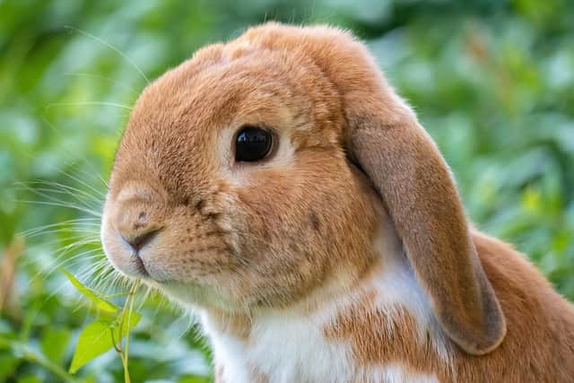 Jollyes have announced they will no longer sell small animals from their pet stores, including all their branches in Northern Ireland. Picture: pixabay