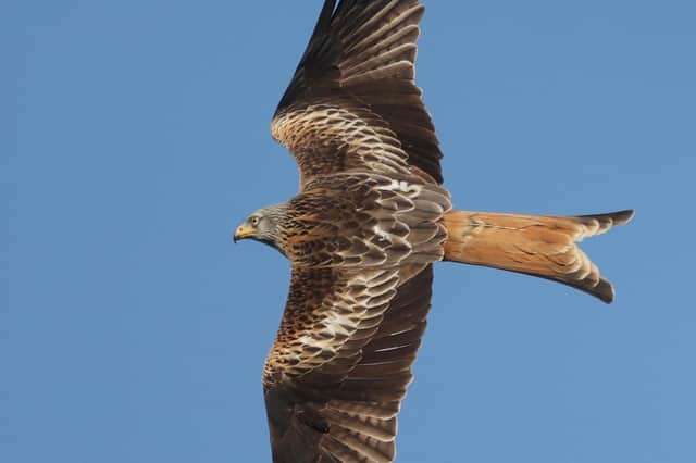 A red kite in flight. Photo provided by PSNI