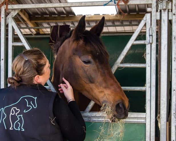 A dream career in veterinary physiotherapy is still possible - Animal News Agency