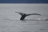 Visitors to Islandmagee will have the chance to spot some amazing marine creatures this weekend with a Whale Watch Ireland event at Portmuck.   Photo: Ian Enlander