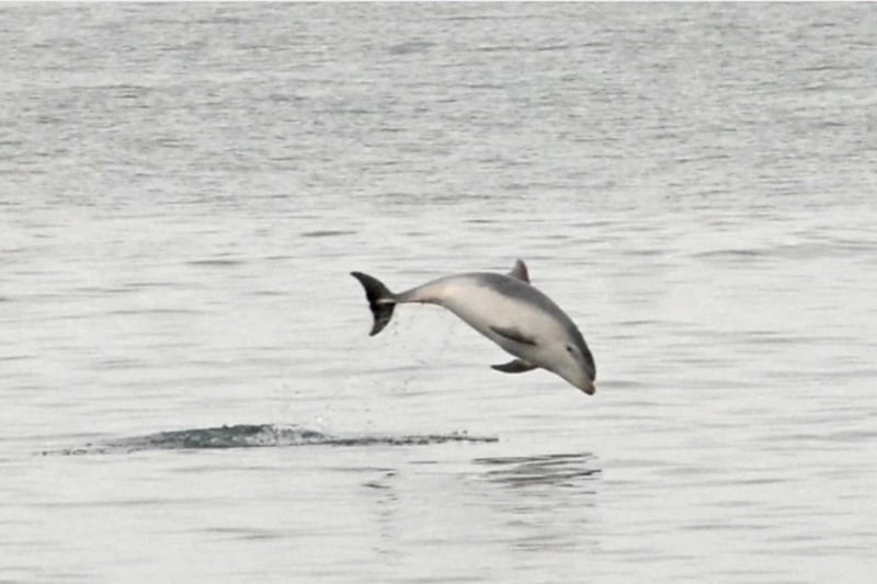 With budgets tight for many people, east Antrim offers breath-taking coastal views. A daytrip - and not necessarily on March 10 - could be the perfect way to spend time with your mum without spending too much money. And you never know who or what you might see, such as this bottled-nosed dolphin pictured in Carnfunnock Bay, outside Larne, a number of years back.