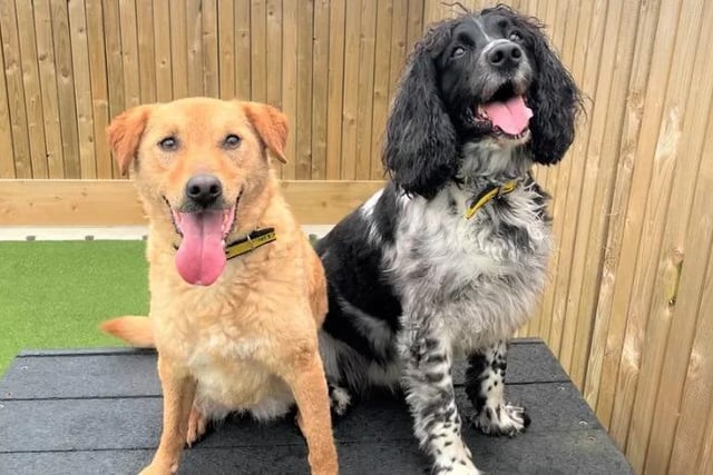 Sasha is a 6-year-old Cocker Spaniel, and her best friend Gemma is a 3-year-old Retriever crossbreed. They are a lovely duo, and Dogs Trust e are looking for a home for them together, as they are very bonded. Sasha and Gemma are still under assessment, but staff are starting to look through applications to find them a match. They could potentially live with another dog after successful meets at the Rehoming Centre and can live with older children aged 14+. They are an active pair and enjoy getting out for their daily walks, anywhere that they can sniff and explore will make them very happy.