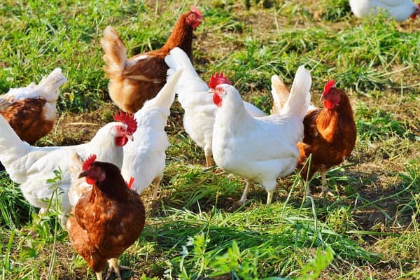 A further suspect notifiable bird flu case is under investigation in Co Tyrone Picture: pixabay (stock image).