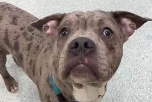 Councillor asks to see legal advice on Max the dog case. Pic credit: LDR