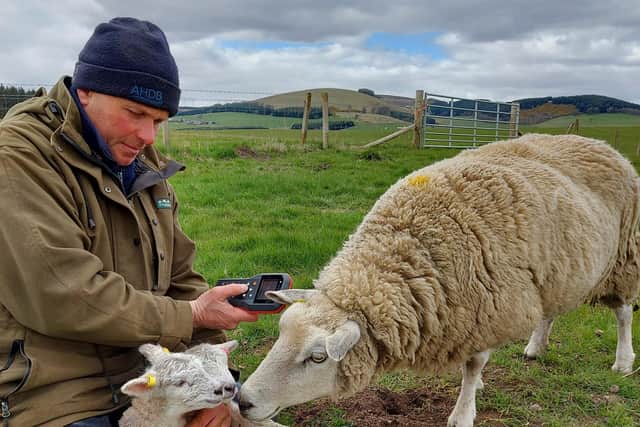 Neil McGowan, farmer and Nuffield Scholar, who will share his experience of flock breeding at AgriSearch’s Flock Focus 2026. Credit: Supplied