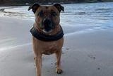 Clare Kidd's pet dog enjoying a run at the beach.