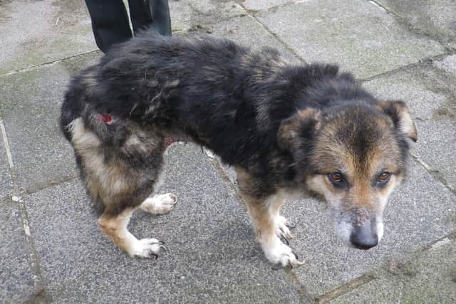 A Portadown man has been banned from keeping animals for a year after two dogs were found suffering 'chronic neglect' and in squalid conditions
