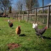 A new EU law on organic pet food will avoid divergence between NI and GB - but there aren't currently any producers in Northern Ireland. However - organic egg producers are concerned their market will be put at a serious competitive disadvantage because of divergence.