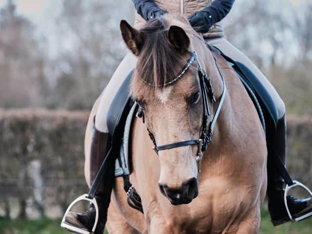 A family run business located just outside of the beautiful Tollymore Forest Park, experienced or competent adult and teenage horseriders are invited to unlock their full potential as horse riders. Will full focus on the horses and riders, why not take a relaxing trek through the stunning scenery of the foothills of the Mourne Mountains.
For more information, go to mournetrailridingcentre.co.uk